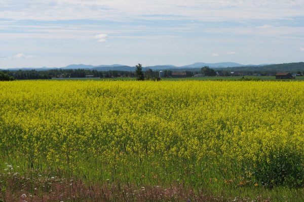 Champ de la région du Lac Saint-Jean